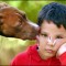 Man’s Best Friend- 0r Foe? Dog Bites create Physical and Psychological Damage