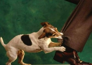 dogbite ptsd trauma anxiety therapy counseling services orlando florida