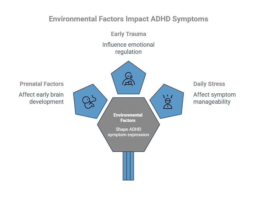 Infographic showing how environmental factors can influence ADHD symptom expression, highlighting prenatal factors that affect early brain development, early trauma that impacts emotional regulation, and daily stress that affects symptom management. - Total Life Counseling for Children, Teens, Adolescents and Adults in Orlando Winter Park Clermont Lake Mary and Central Florida - Total Life Counseling for Children, Teens, Adolescents and Adults in Orlando Winter Park Clermont Lake Mary and Central Florida Infographic showing how environmental factors can influence ADHD symptom expression, highlighting prenatal factors that affect early brain development, early trauma that impacts emotional regulation, and daily stress that affects symptom management.