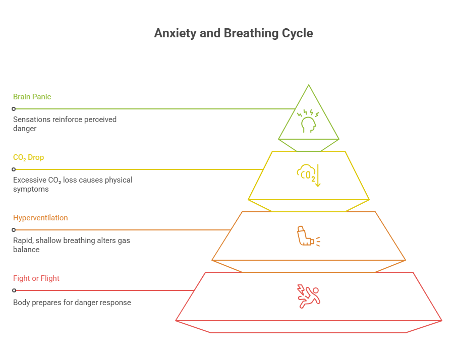 Infographic of anxiety and breathing cycle